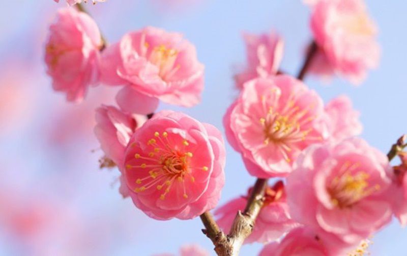 ウメ 梅 Japanese Apricot 花言葉 誕生花 国花