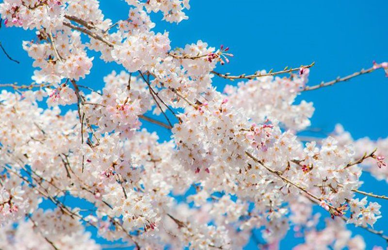 サクラ 桜 花言葉 誕生花 国花