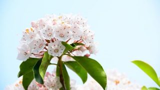 カルミア アメリカシャクナゲ 花言葉 誕生花