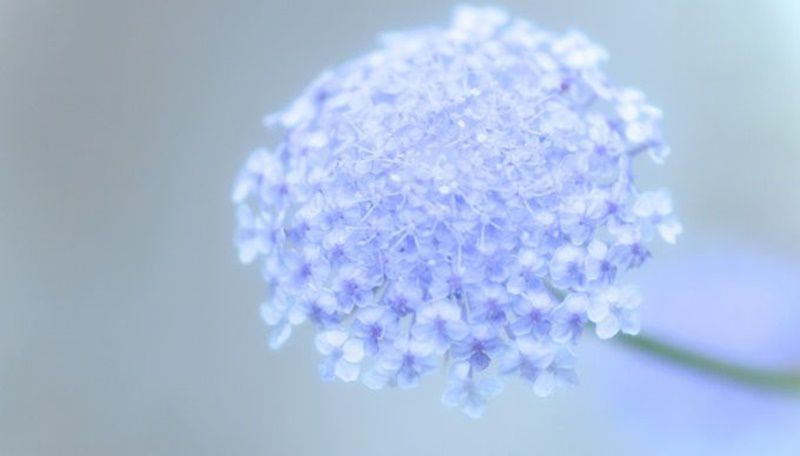 ブルーレースフラワー Blue Lace Flower 花言葉 誕生花
