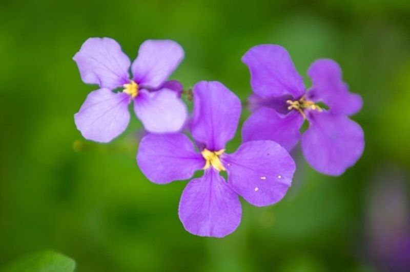 ムラサキハナナ 紫花菜 花言葉 誕生花