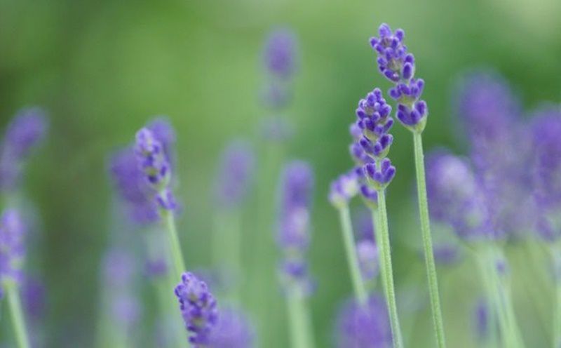 ラベンダー Lavender 花言葉 誕生花 国花