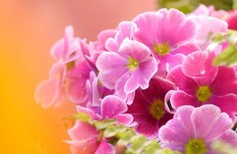 最高のプリムラ 花 最高の花の画像