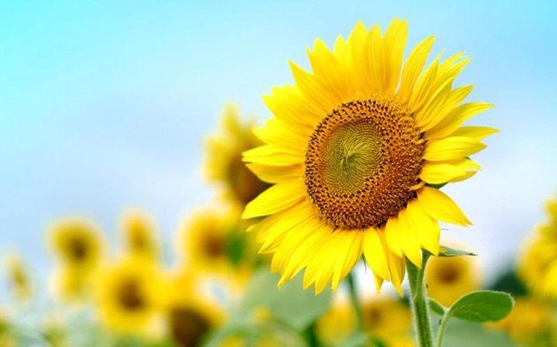 ヒマワリ 向日葵 Sunflower 花言葉 誕生花 国花