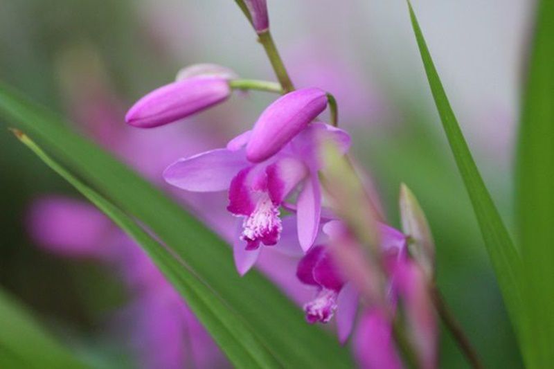シラン 紫蘭 花言葉 誕生花