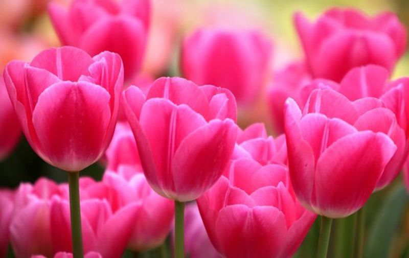 チューリップ Tulip 花言葉 誕生花 国花
