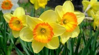 スイセン 水仙 Narcissus 花言葉 誕生花 国花