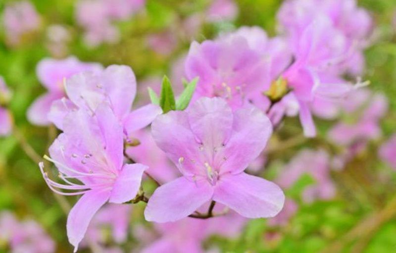ミツバツツジ 三葉躑躅 花言葉 誕生花