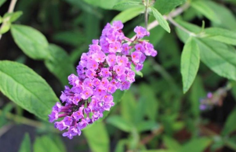 ブッドレア(フジウツギ)紫色花 香りよし 植木 苗木 落葉低木