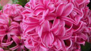 ヒヤシンス Hyacinth 花言葉 誕生花