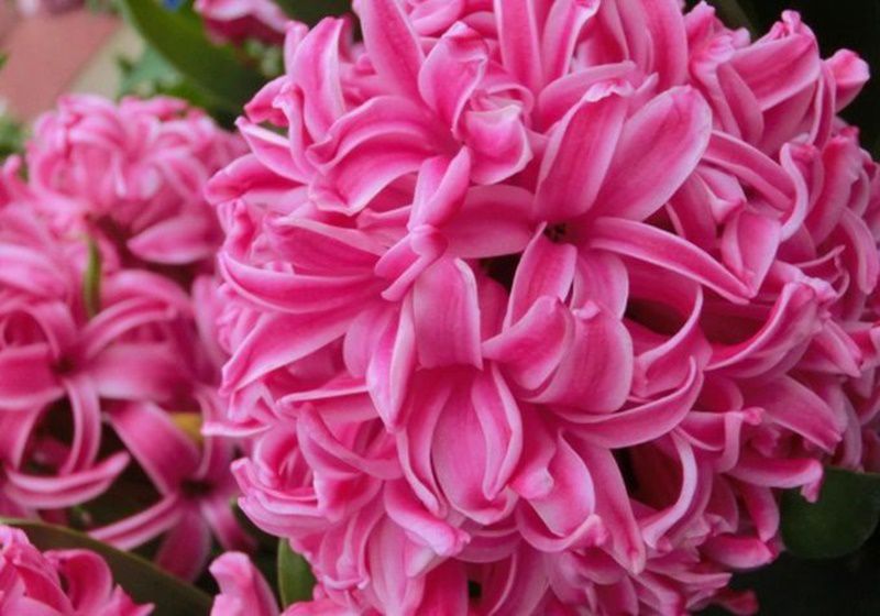 ヒヤシンス Hyacinth 花言葉 誕生花