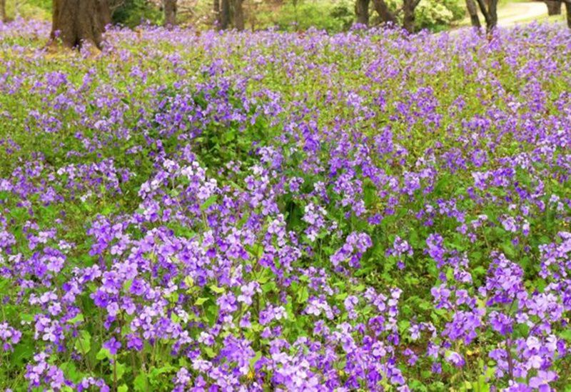 ムラサキハナナ 紫花菜 花言葉 誕生花