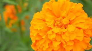 マリーゴールド Marigold 花言葉 誕生花