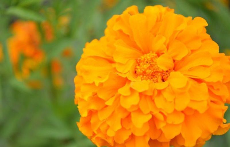 マリーゴールド Marigold 花言葉 誕生花