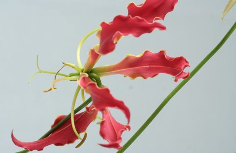 グロリオサ Gloriosa Lily 花言葉 誕生花 国花