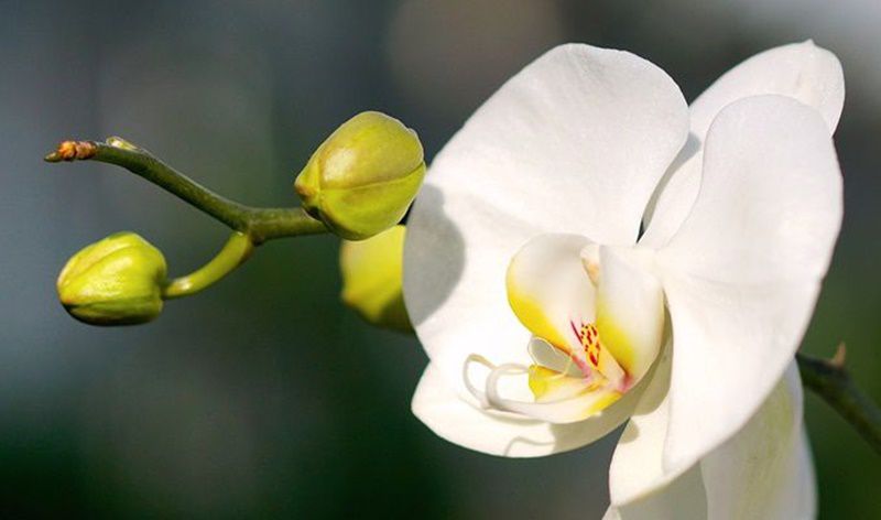 コチョウラン 胡蝶蘭 ファレノプシス 花言葉 誕生花